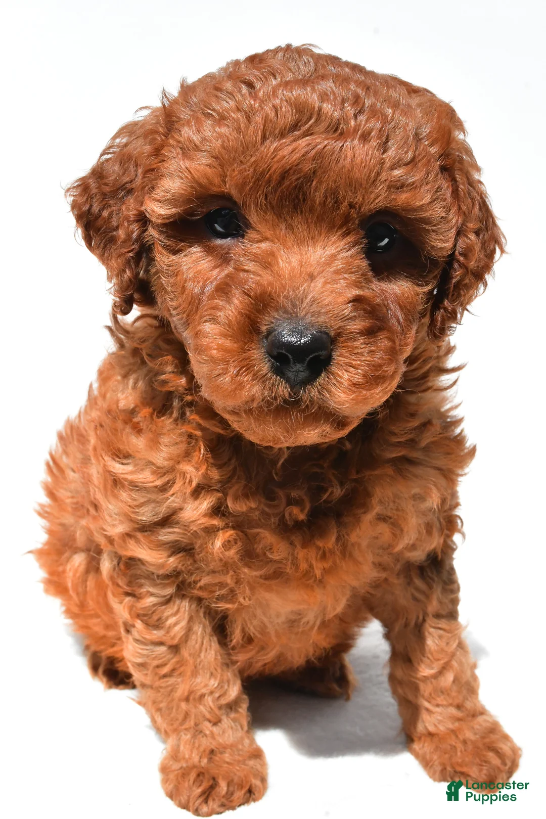 Mini Goldendoodle dogs for sale: Fern - Ad 1