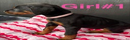 Doberman Pinscher dogs for sale: Doberman Pinscher Puppy 2 - Ad 2