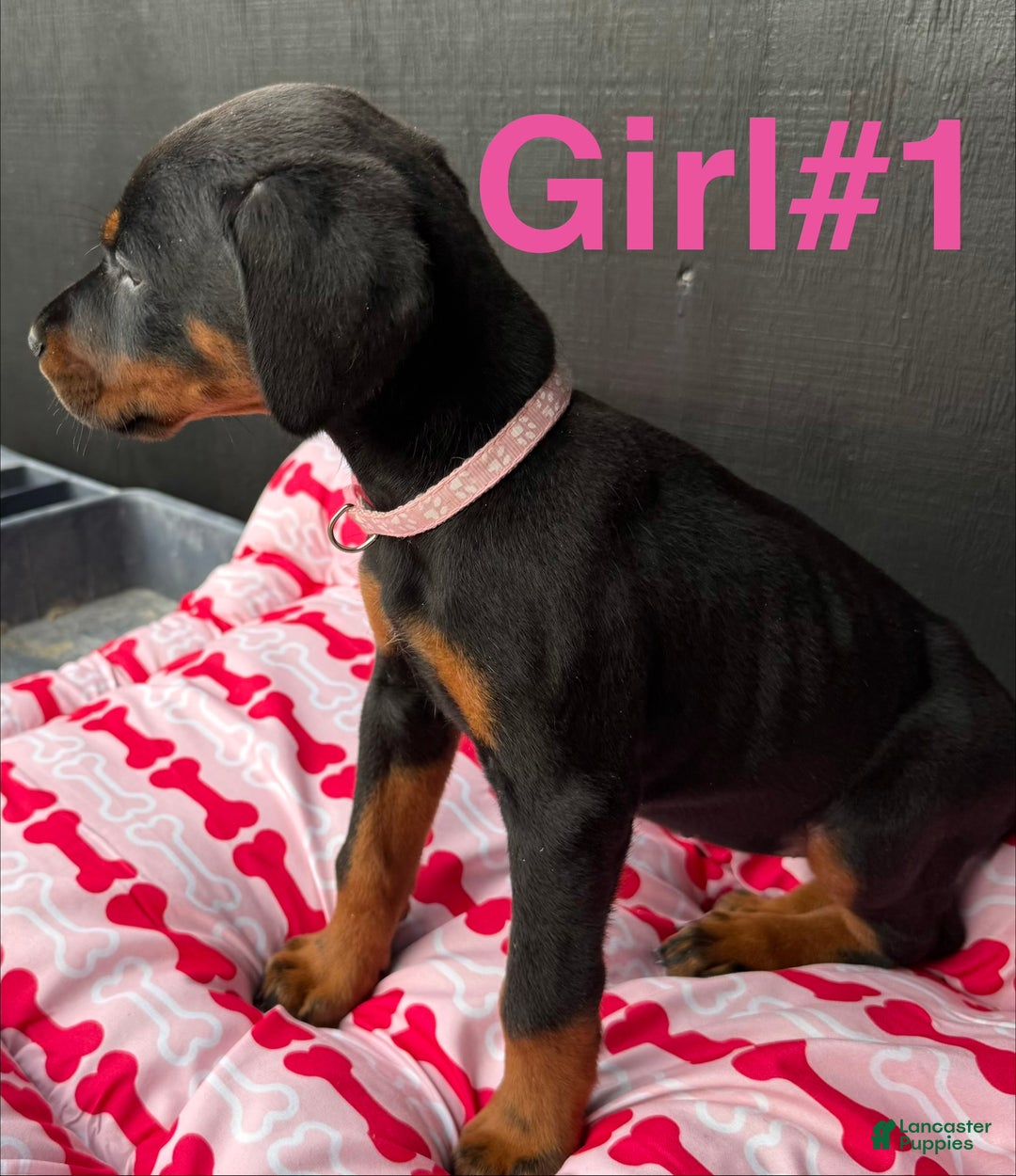Doberman Pinscher dogs for sale: Doberman Pinscher Puppy 2 - Ad 2