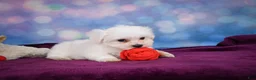 Maltese dogs for sale: Cash - Ad 9