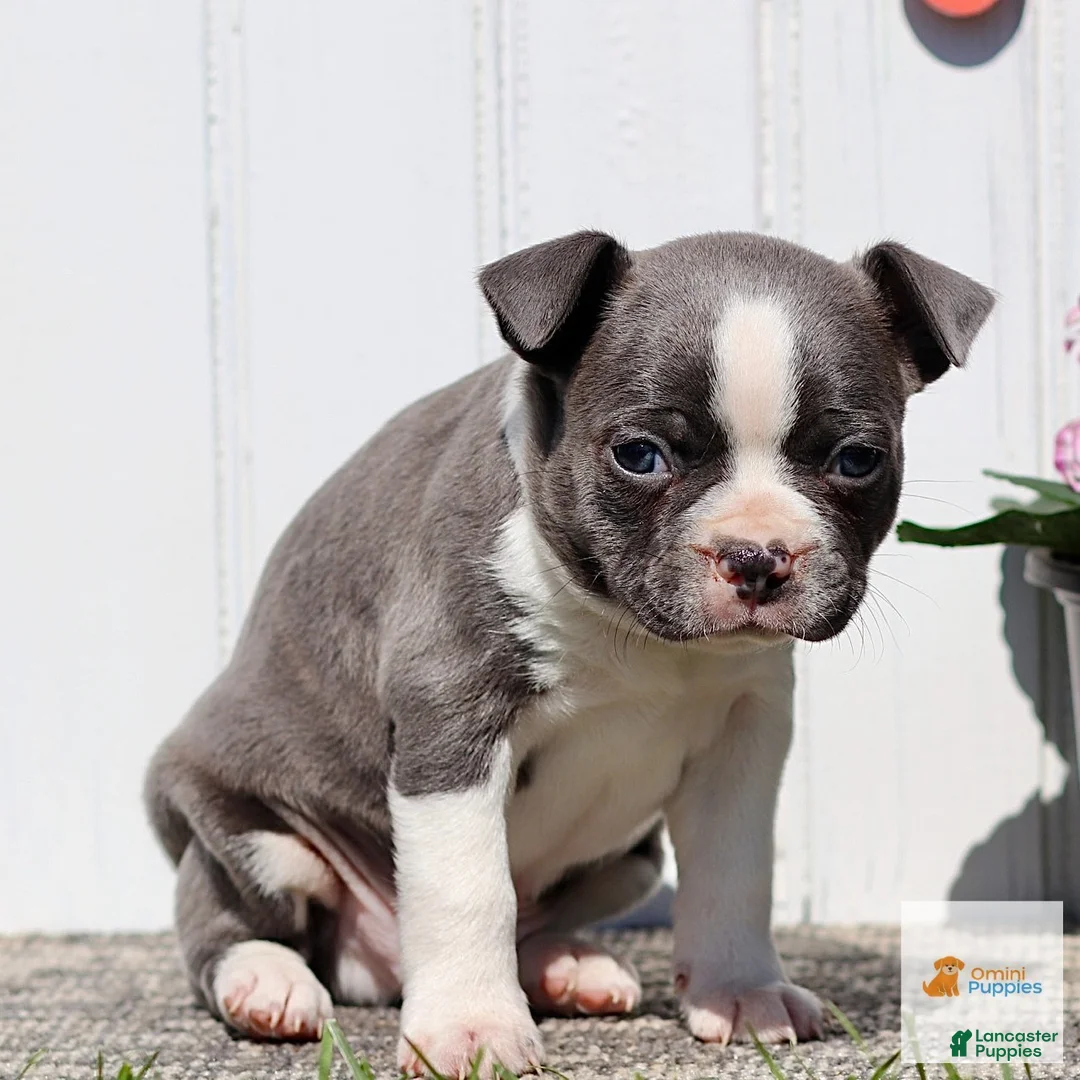 Boston Terrier dogs for sale: Milo - Ad 3