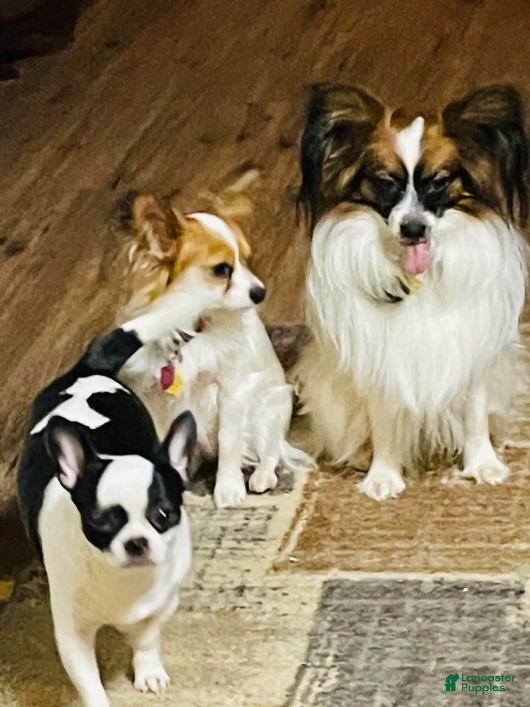 Gallery Image {{count}}