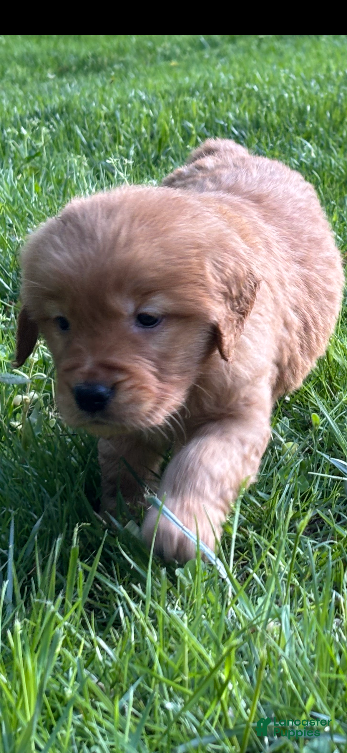 Golden Retriever dogs Golden Retriever Puppy 7 - Ad 1