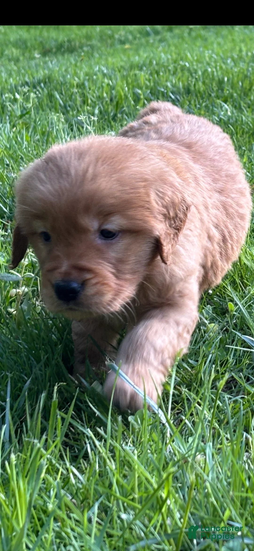 Golden Retriever dogs for sale: Golden Retriever Puppy 7 - Ad 1