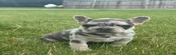 French Bulldog dogs for sale: Matt - Ad 1