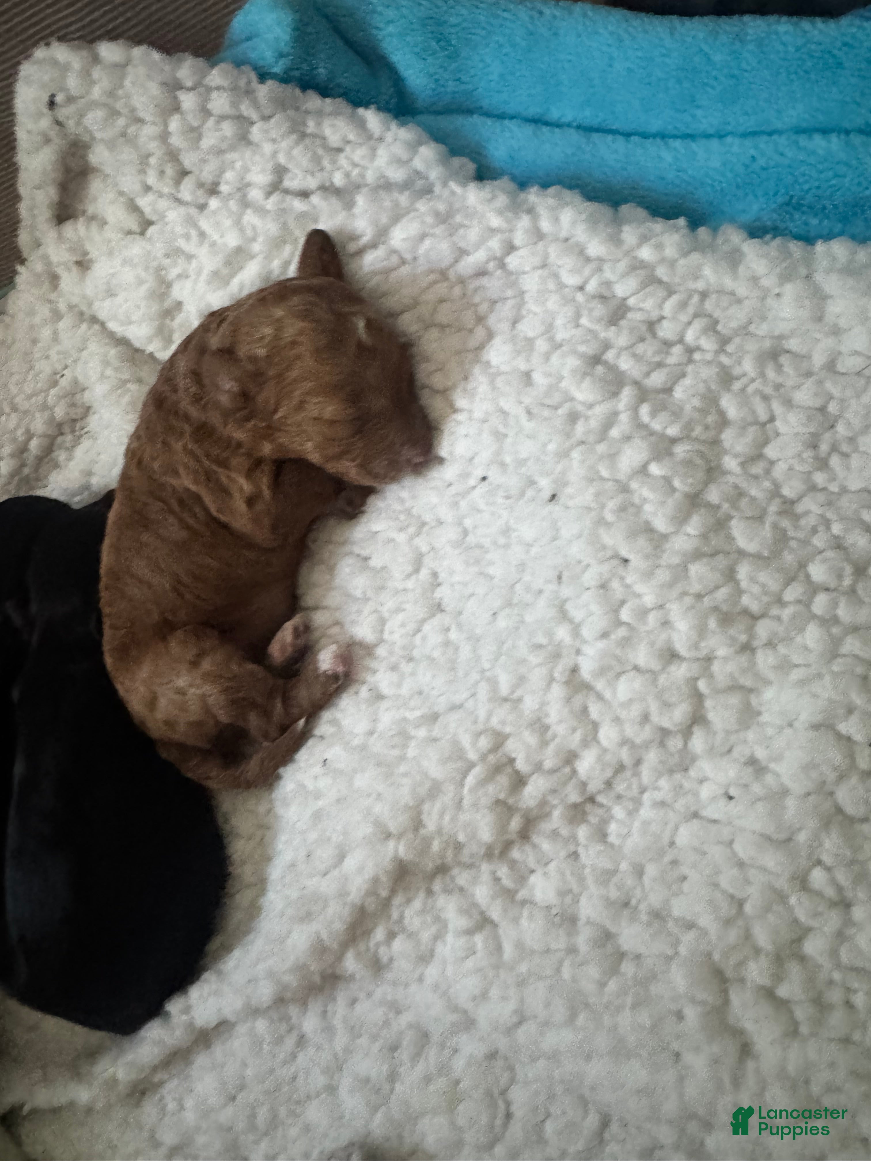 Miniature Poodle dogs for sale: Miniature Poodle 1 - Ad 27