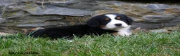 Bernese Mountain Dog dogs for sale: Alexander - Ad 3