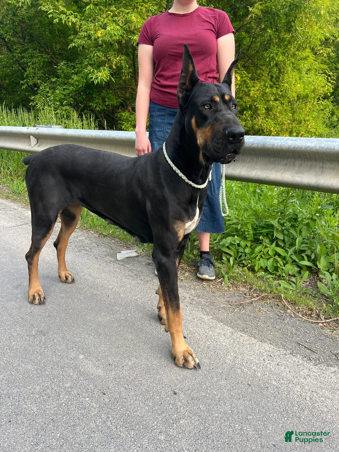 Great Dane dogs for sale: Wanda - Ad 5