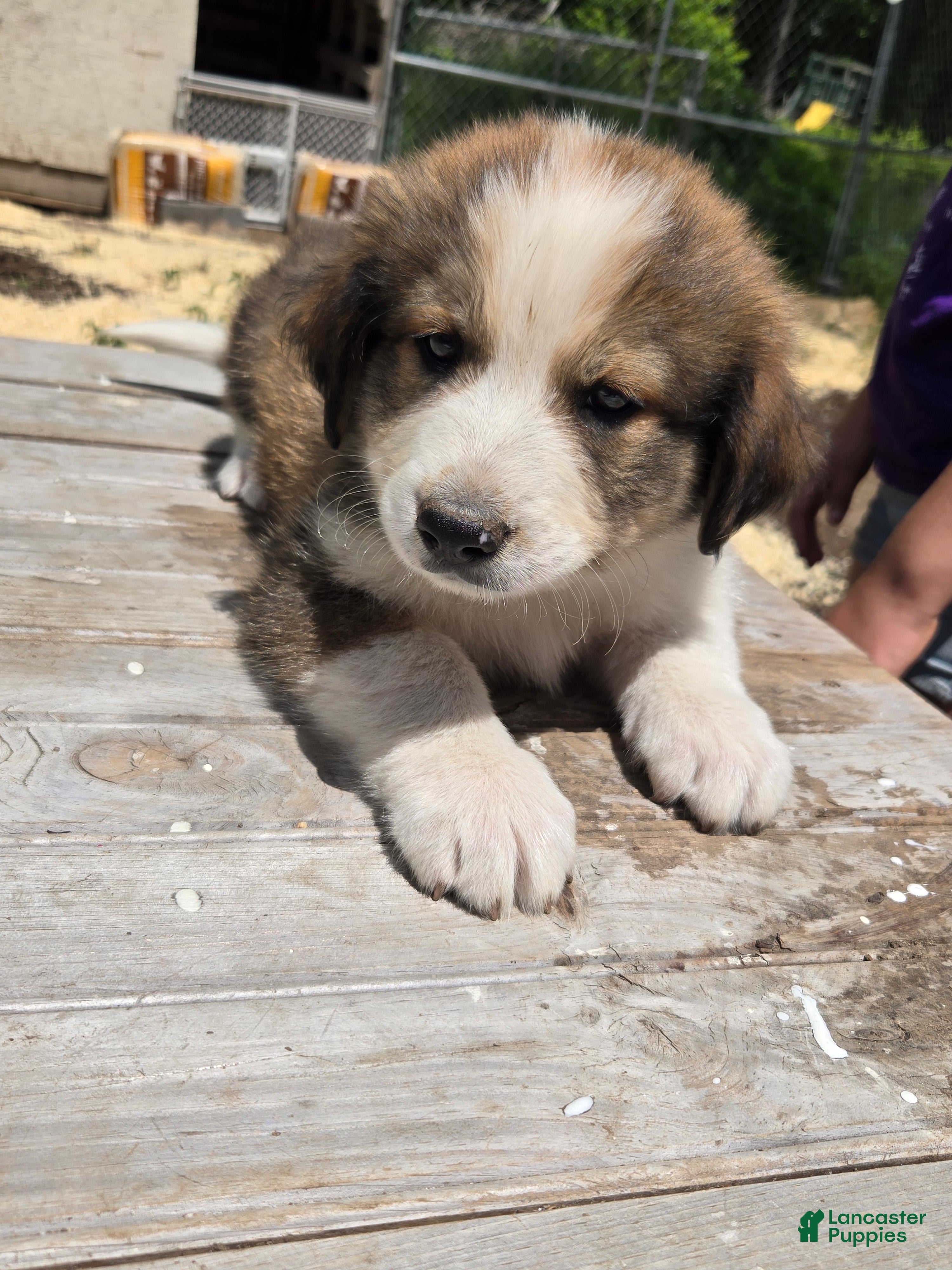 Mixed Breed dogs Dallas - Ad 8