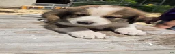 Mixed Breed dogs for sale: Dallas - Ad 1