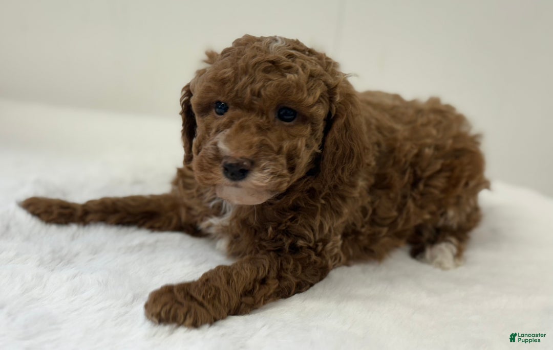 Mini Goldendoodle dogs for sale: Paisley  - Ad 9