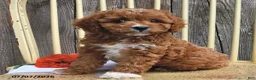 Cavapoo dogs for sale: Diamond - Ad 1