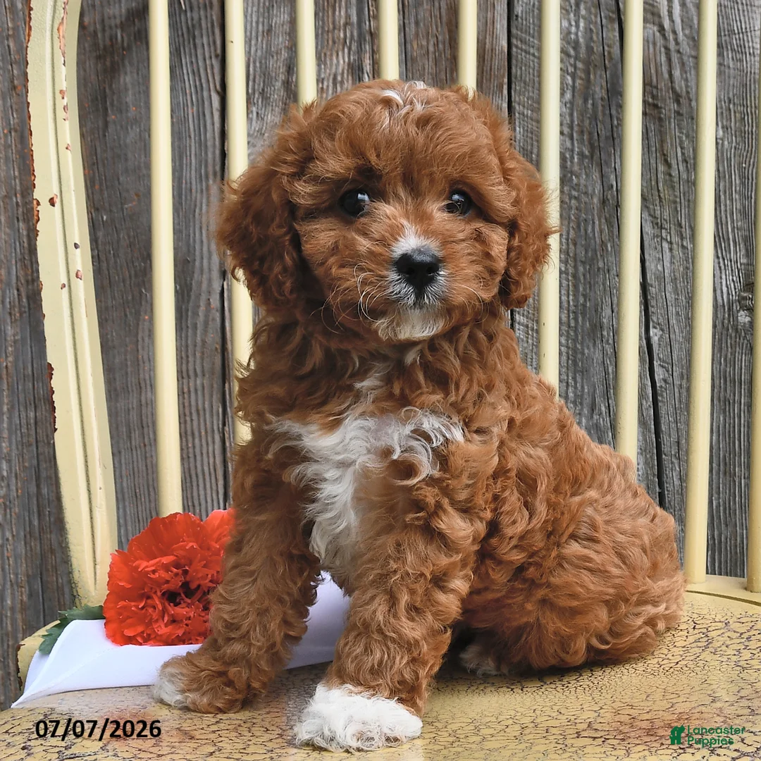 Cavapoo dogs for sale: Diamond - Ad 1