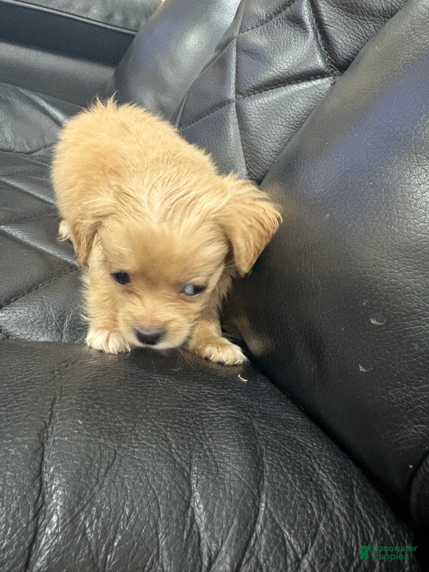 Morkie dogs Morkie 5 - Ad 7