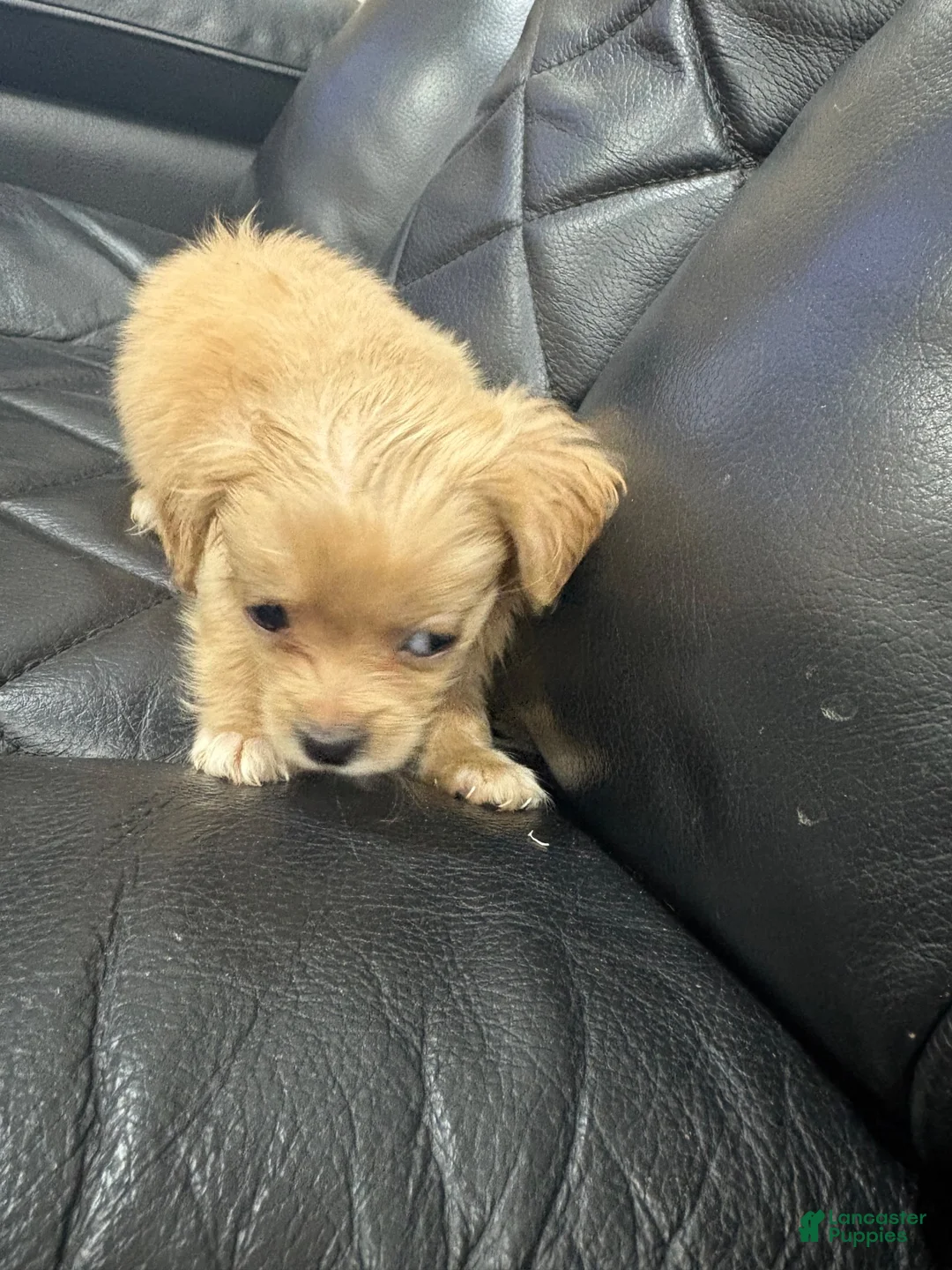 Morkie dogs for sale: Morkie 5 - Ad 1