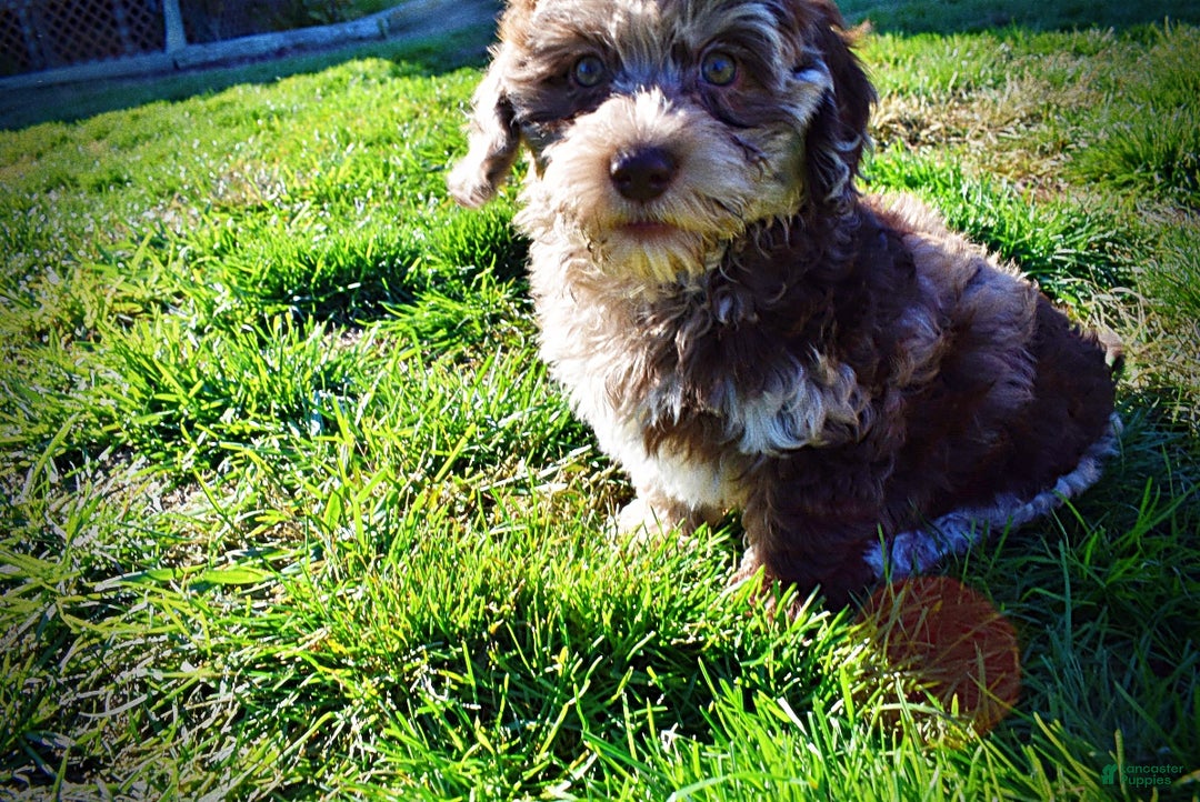 Havapoo dogs for sale: Jimbo - Ad 20