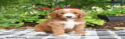 Goldendoodle dogs for sale: Raffi - Ad 4