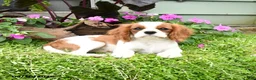Cavalier King Charles Spaniel dogs for sale: Braden - Ad 2
