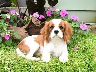 Cavalier King Charles Spaniel dogs Braden - Ad 2