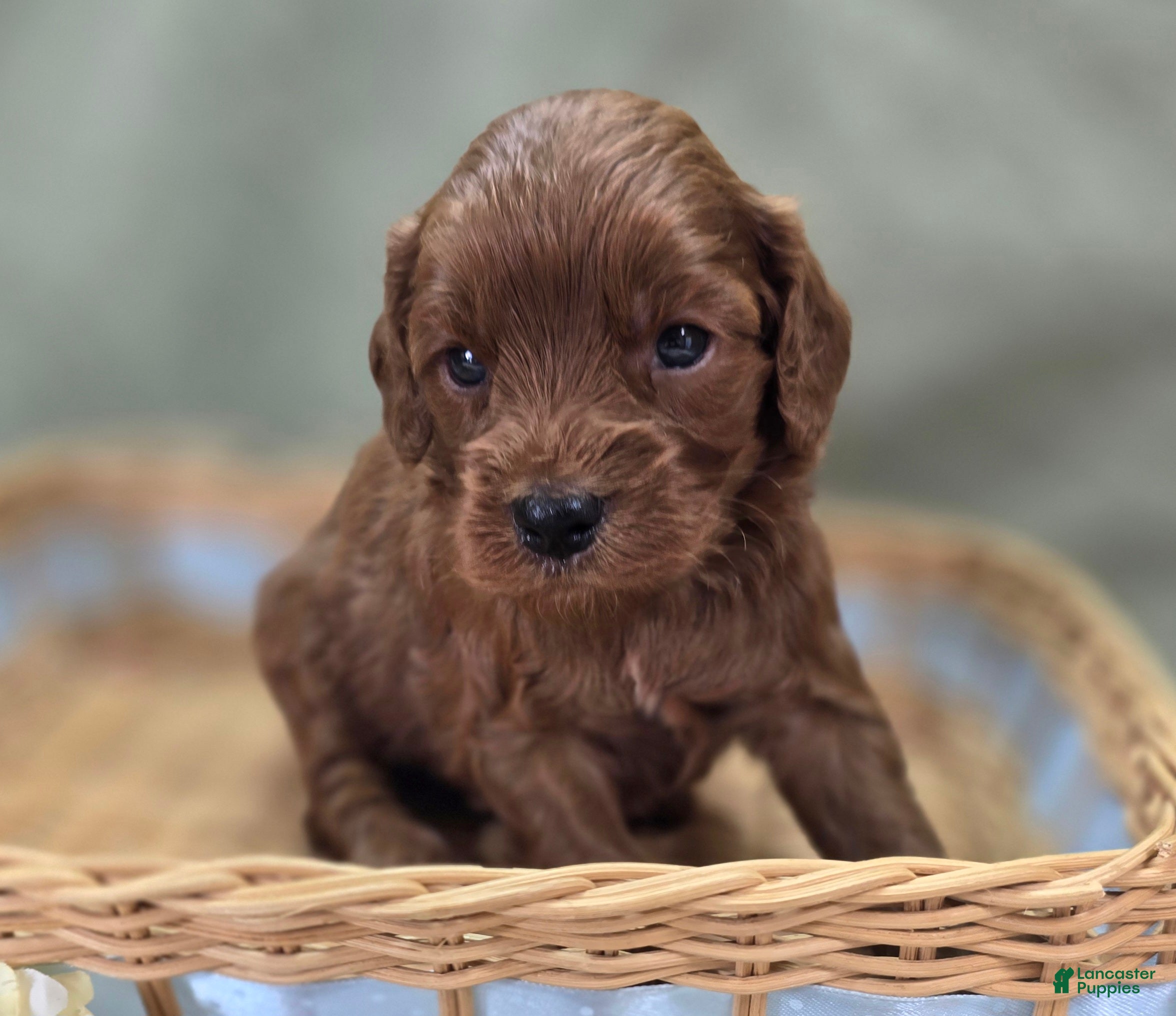 Cockapoo dogs Milan - Ad 27