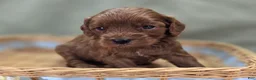 Cockapoo dogs for sale: Milan - Ad 22