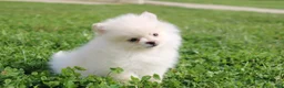 Pomeranian dogs for sale: Mochi - Ad 13