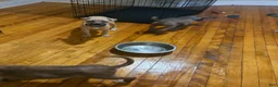 Mixed Breed dogs for sale: Mixed Breed 2 - Ad 10