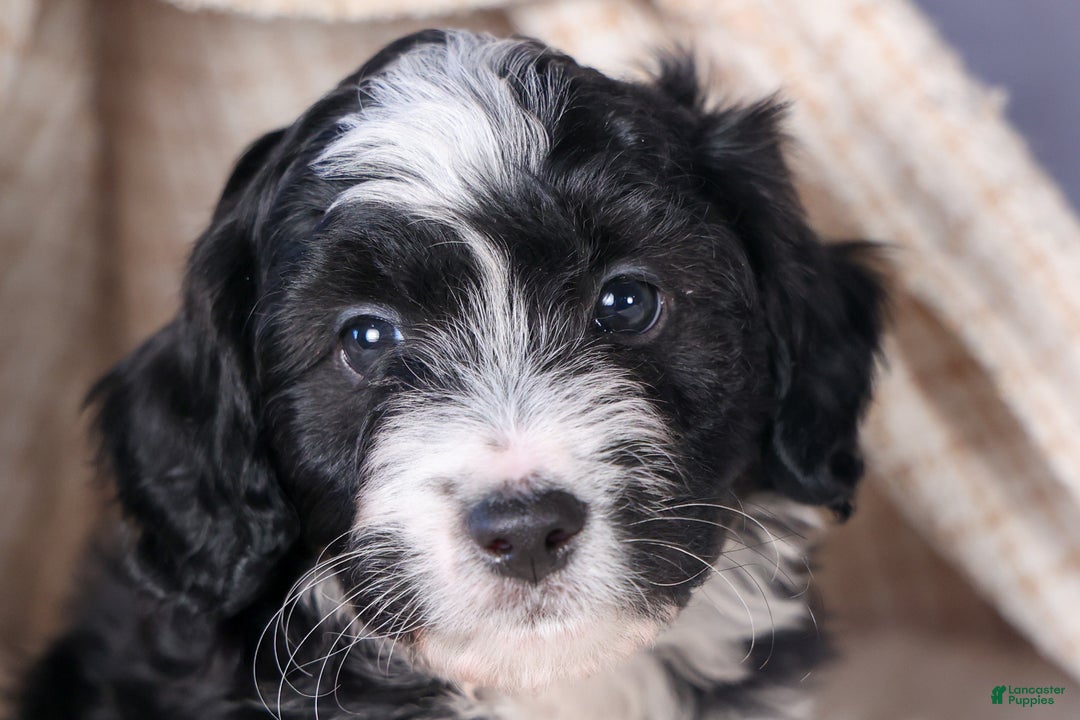 Mini Aussiedoodle dogs for sale: Payday - Ad 20