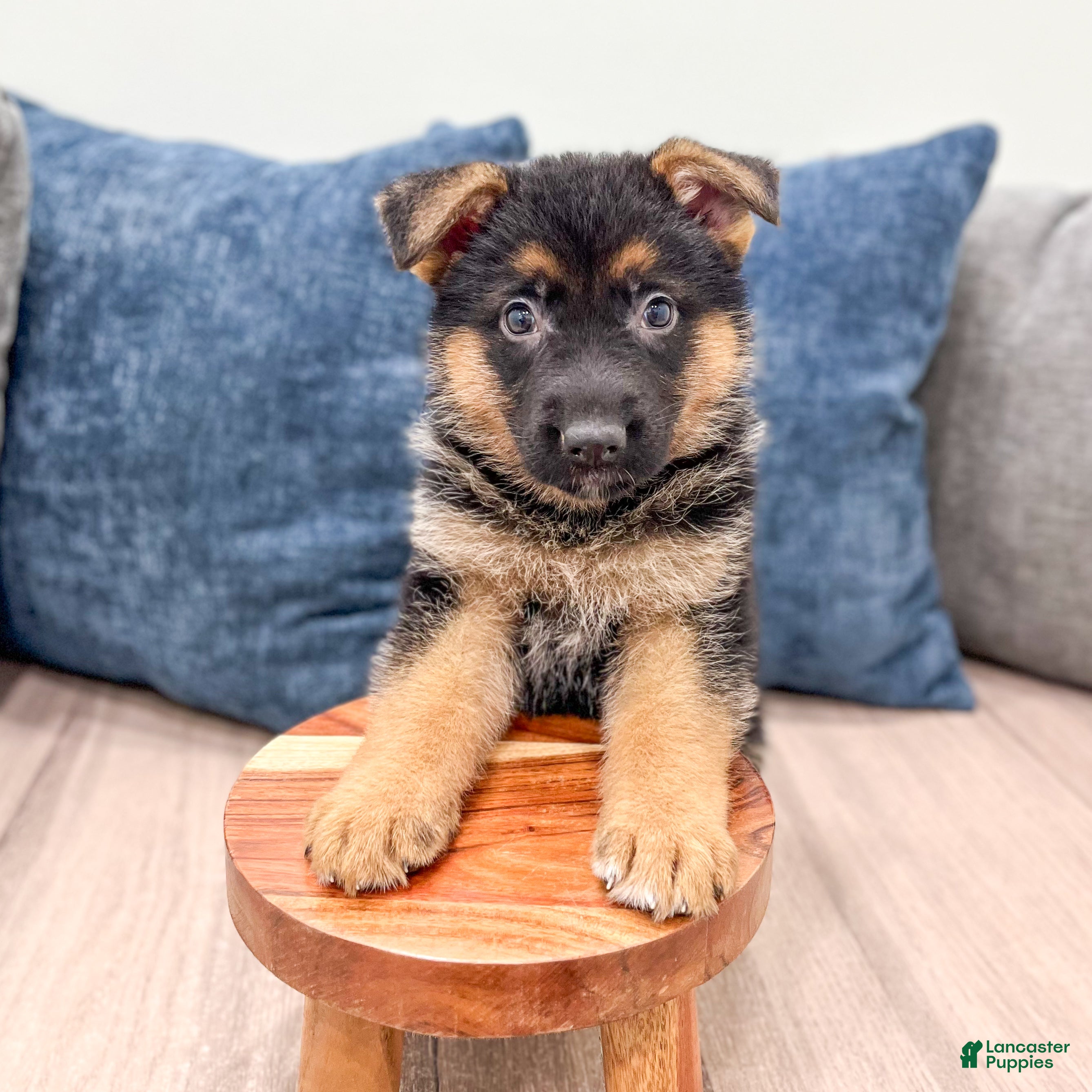 German Shepherd dogs Kyle - Ad 2