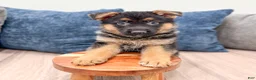 German Shepherd dogs for sale: Kyle - Ad 2