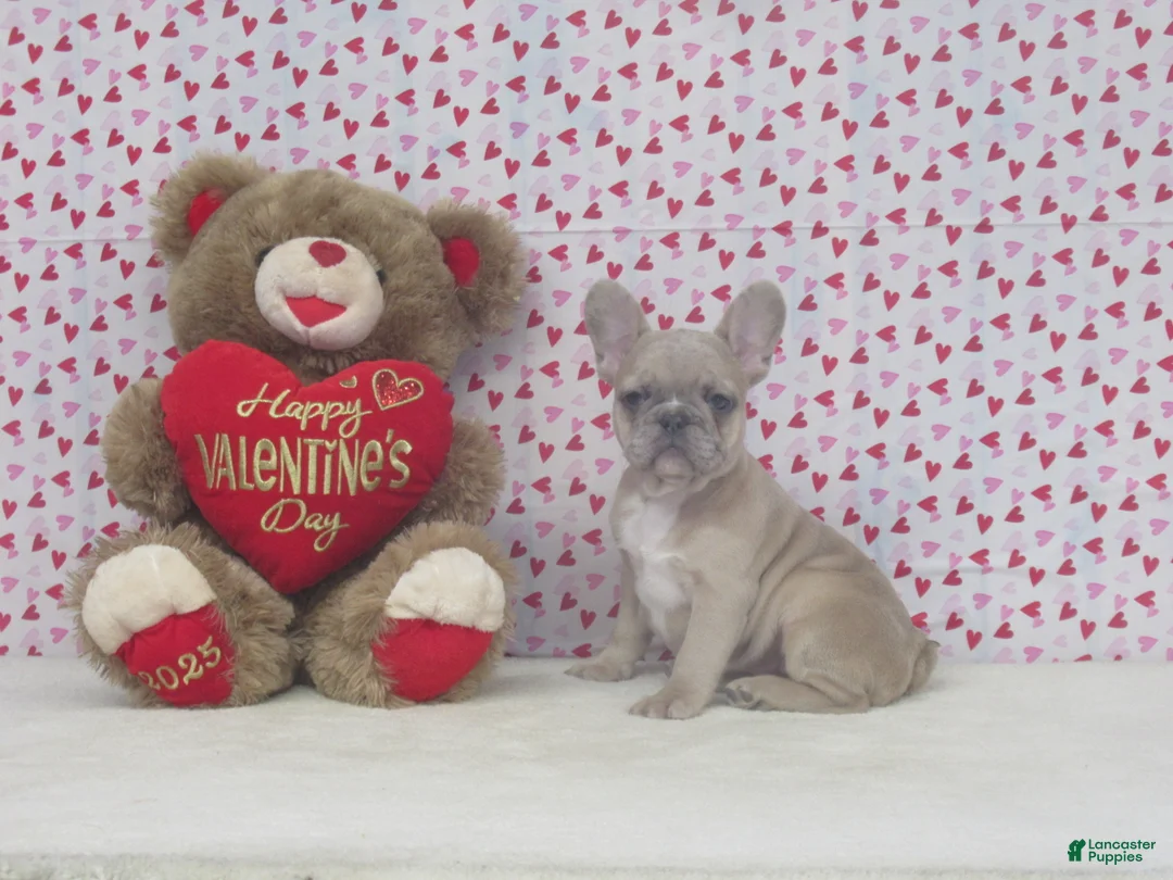 French Bulldog dogs for sale: AKC Nellie - Ad 3
