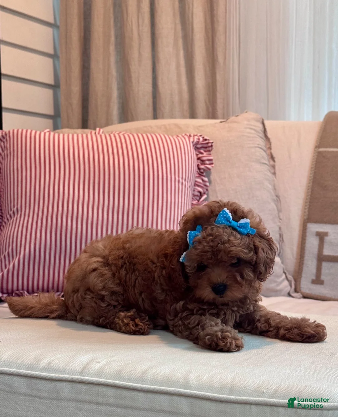 Maltipoo dogs for sale: Maltipoo 1 - Ad 7