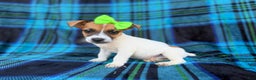 Jack Russell Terrier dogs for sale: Bree - Ad 8