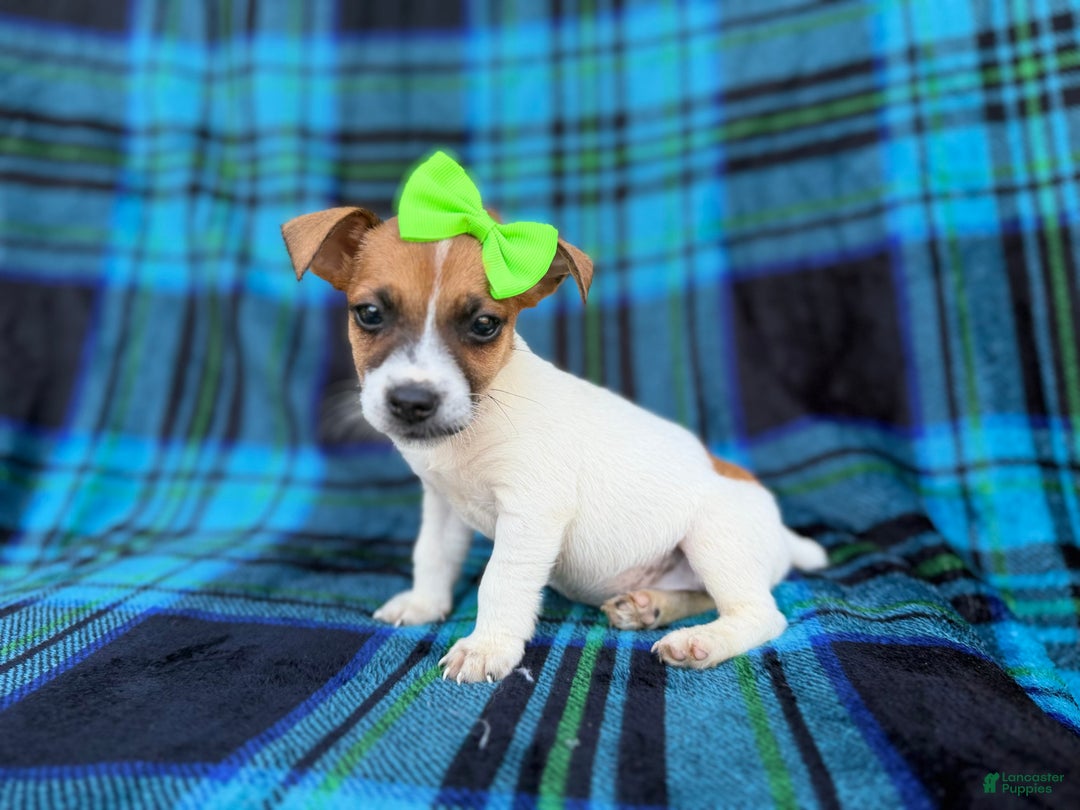 Jack Russell Terrier dogs for sale: Bree - Ad 8