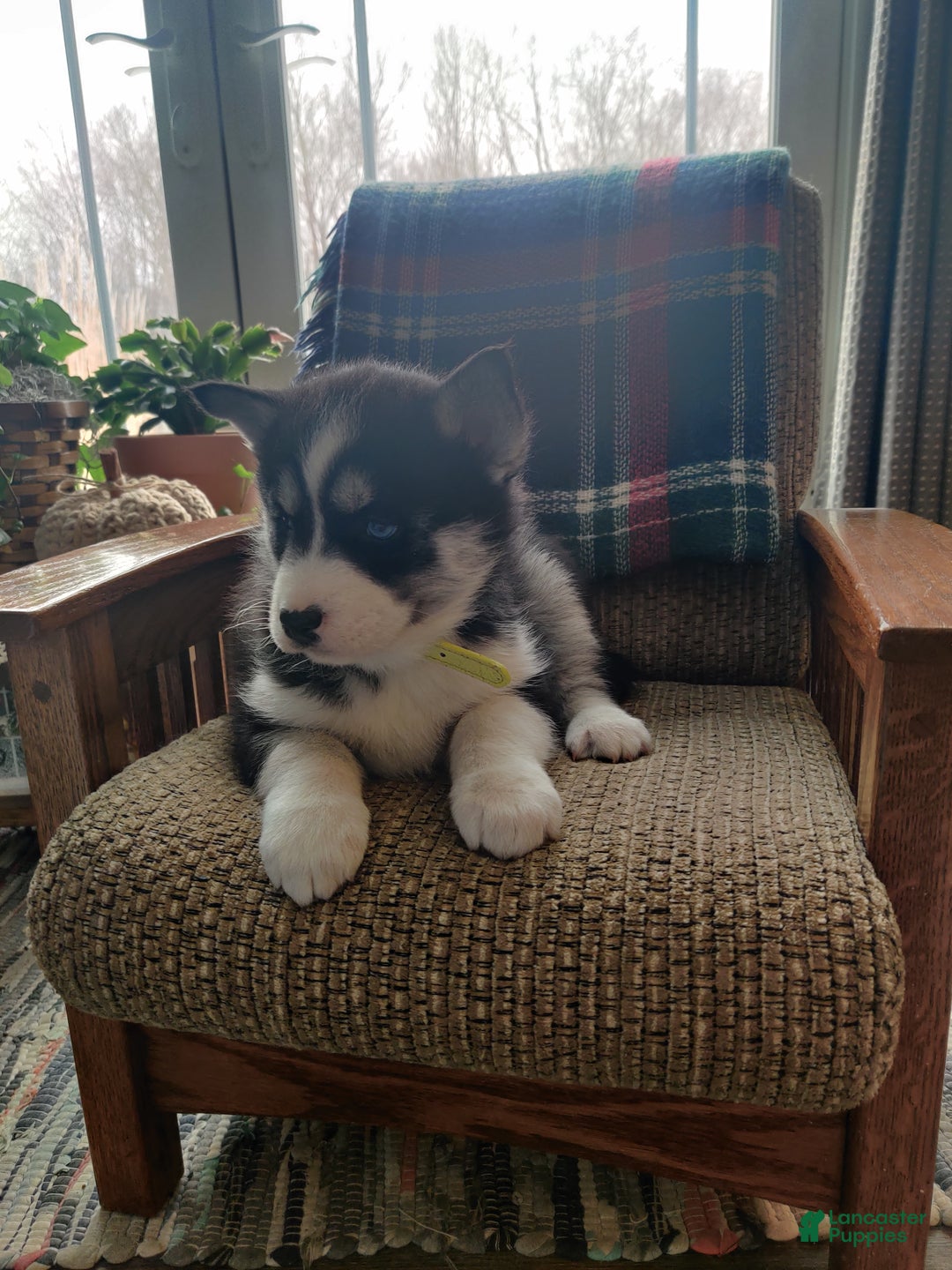 Siberian Husky dogs for sale: Polly - Ad 5