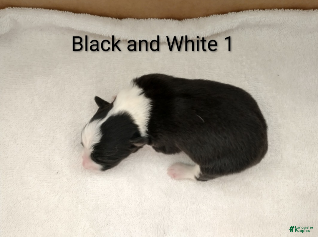 Border Collie dogs Border Collie 5 - Ad 40