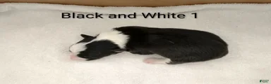 Border Collie 5