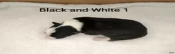 Border Collie dogs for sale: Border Collie 5 - Ad 1