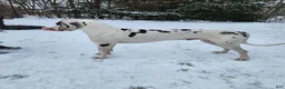 Great Dane dogs for sale: Black Male 2 - Ad 3