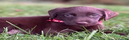 Labrador Retriever dogs for sale: Labrador Retriever 1 - Ad 6