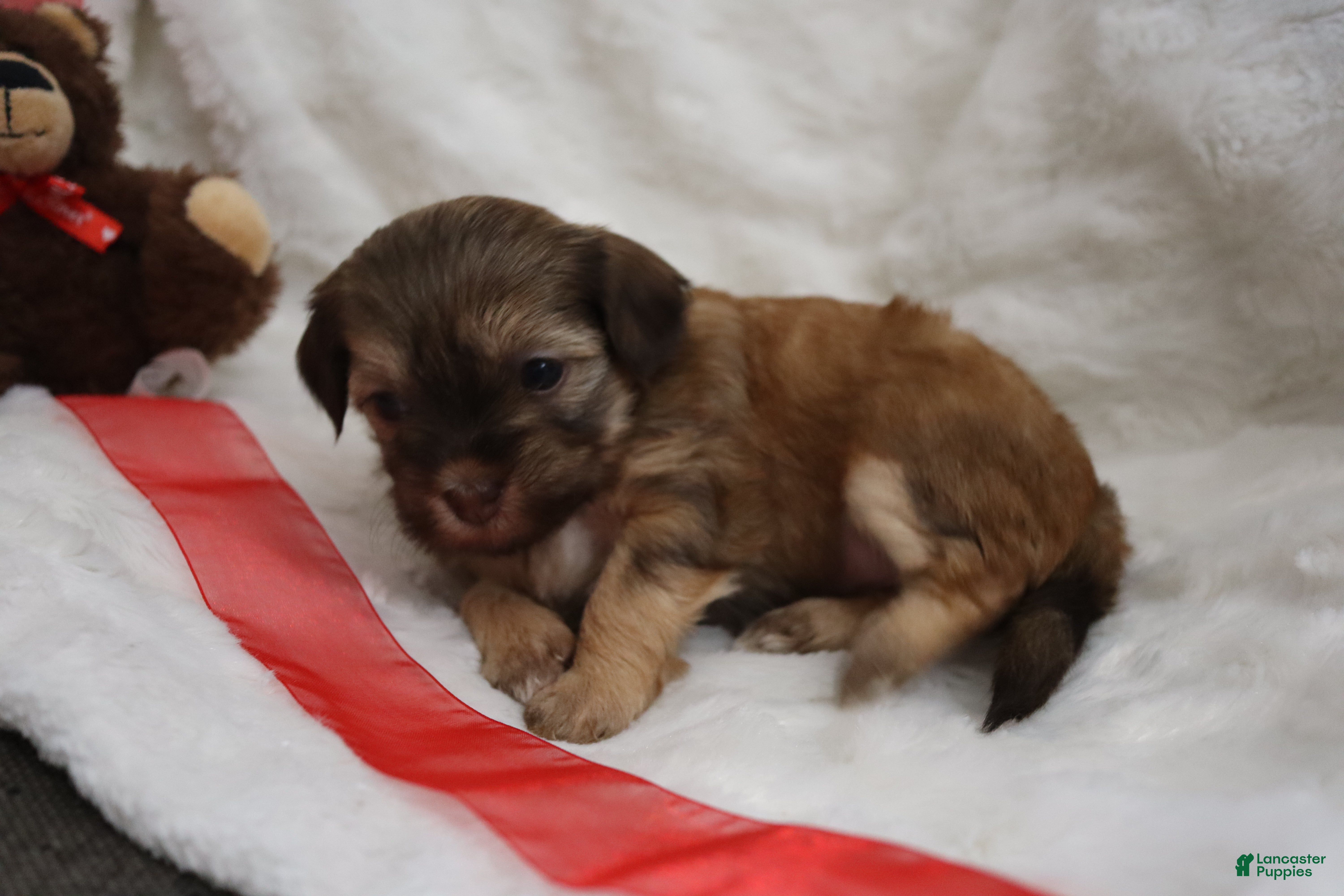 Havanese dogs Twinkles - Ad 2