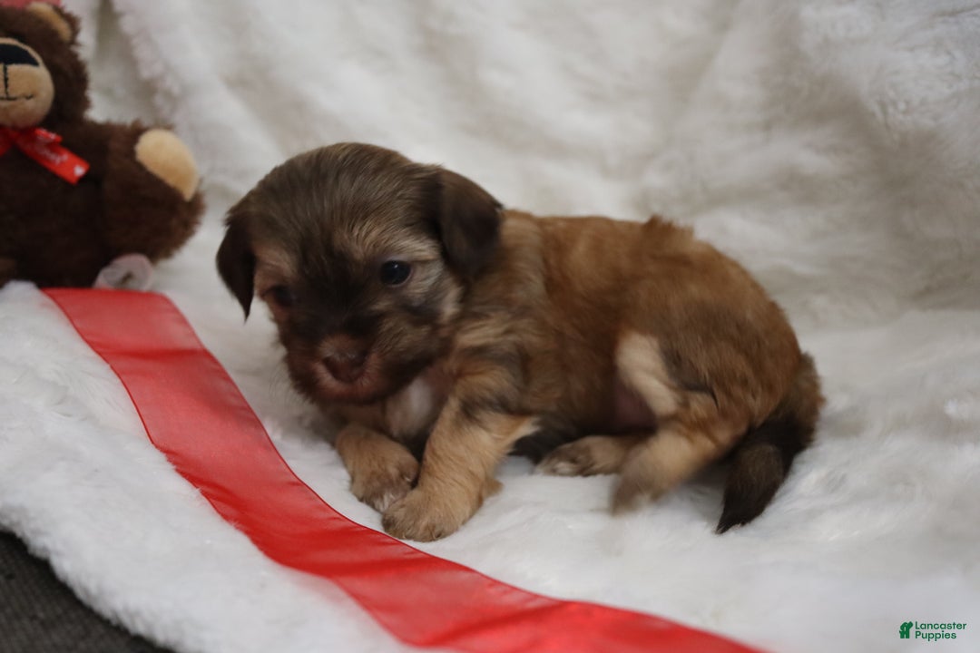 Havanese dogs for sale: Twinkles - Ad 1