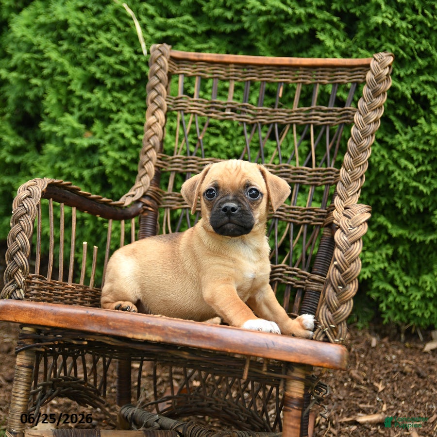 Jug dogs Kona - Ad 1