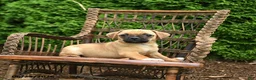 Jug dogs for sale: Kona - Ad 1