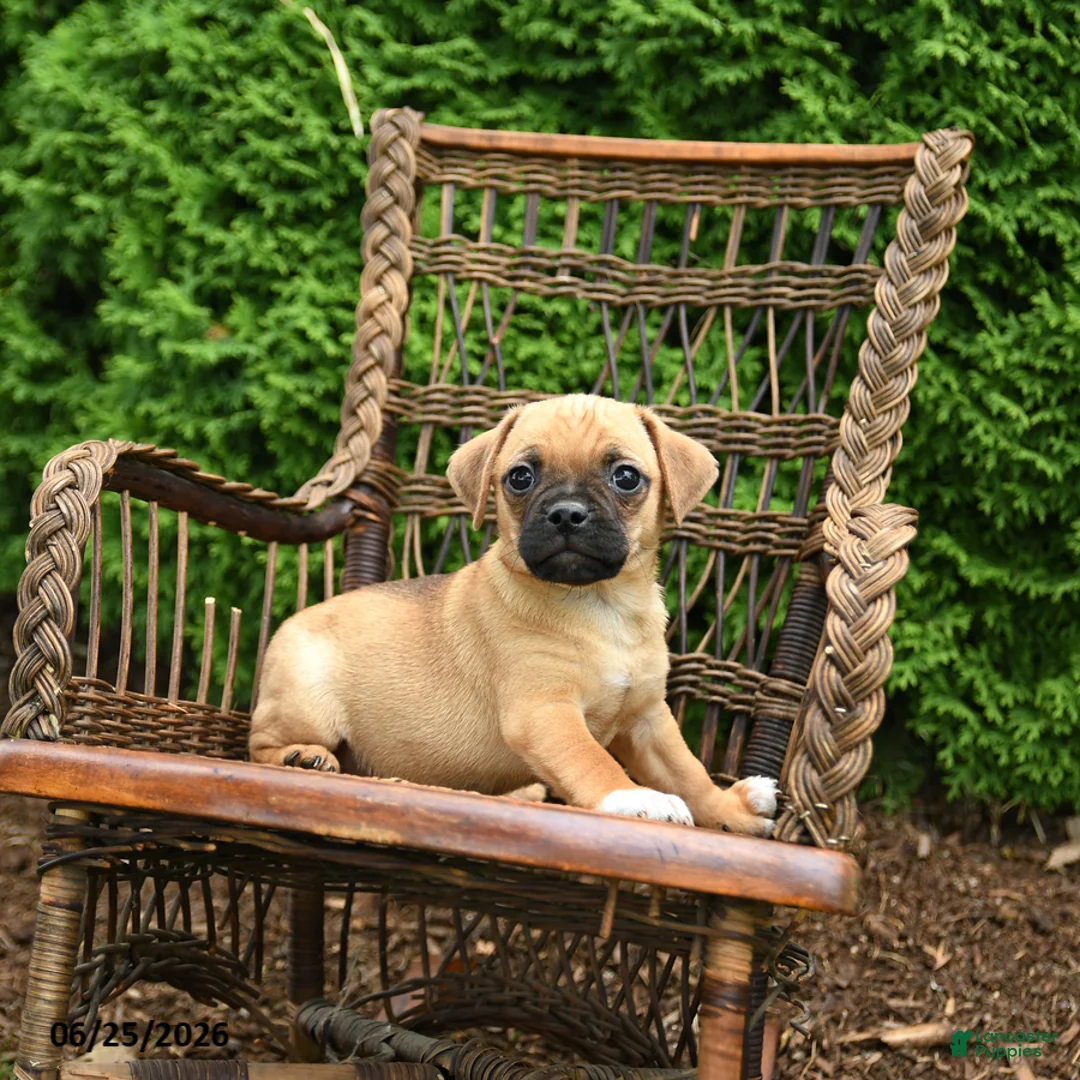 Jug dogs for sale: Kona - Ad 1