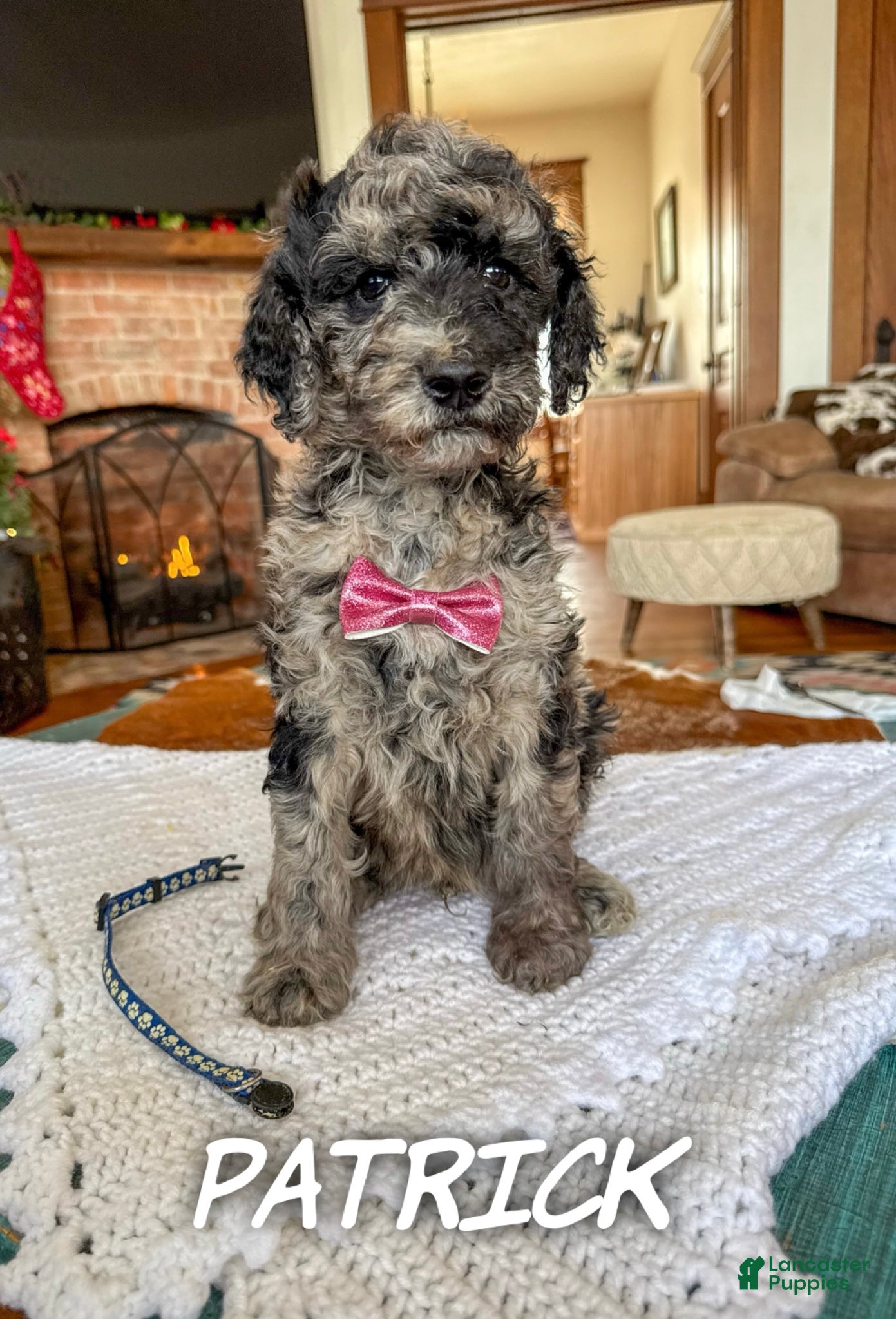 Mixed Breed dogs Patrick - Ad 41