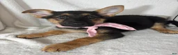 German Shepherd dogs for sale: Gracie - Ad 2