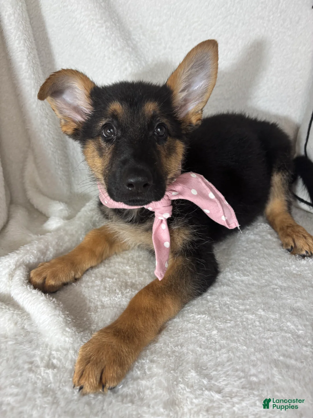 German Shepherd dogs for sale: Gracie - Ad 2