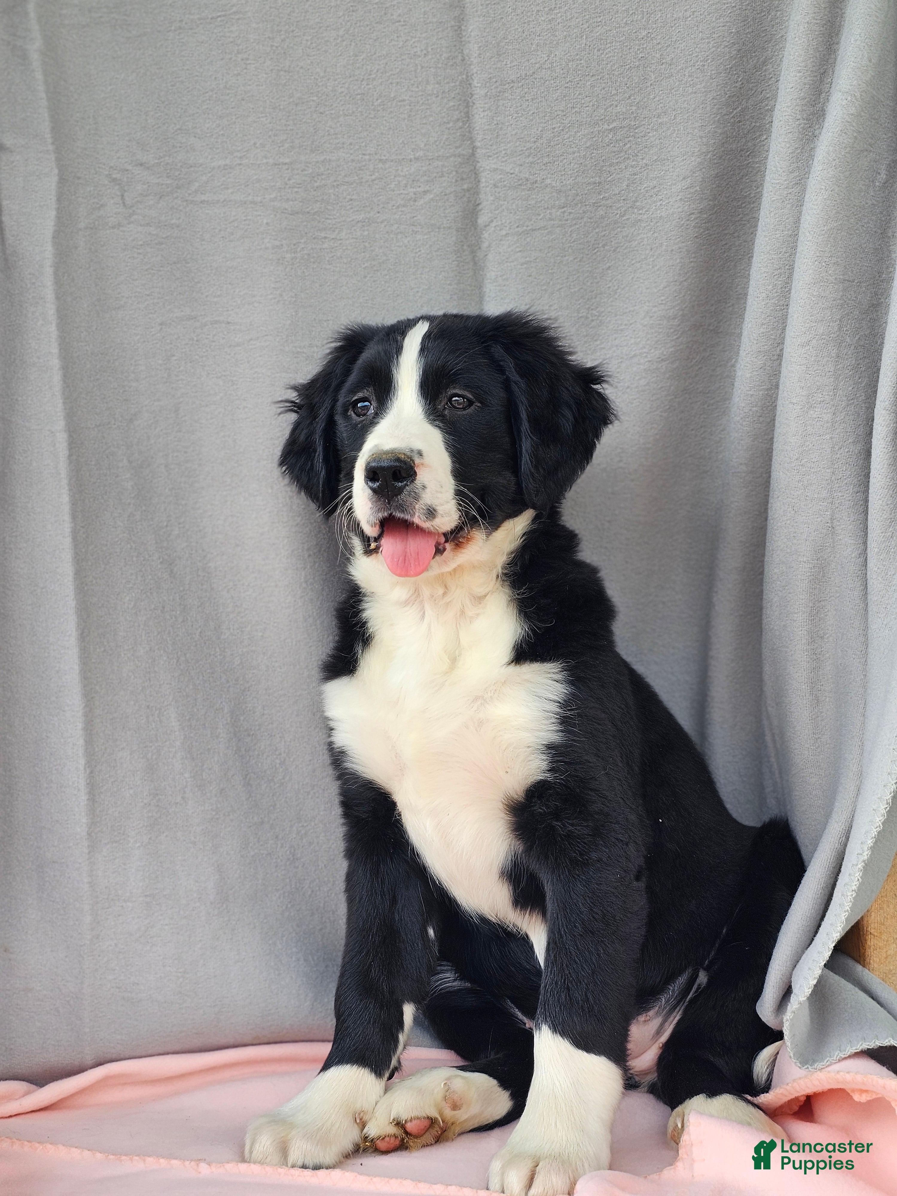 Mixed Breed dogs Hazel - Ad 1