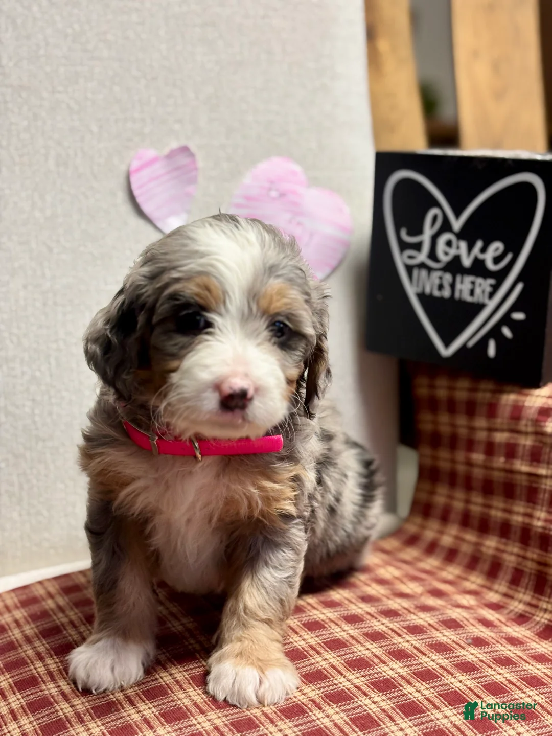 Mini Bernedoodle dogs for sale: Chloe Mini Bernedoodle Puppy 2 - Ad 13